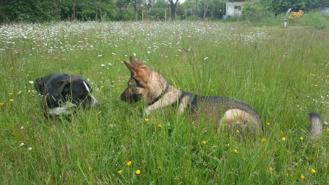 Ferienhof-Rietschen-Neuliebel Bagian luar foto
